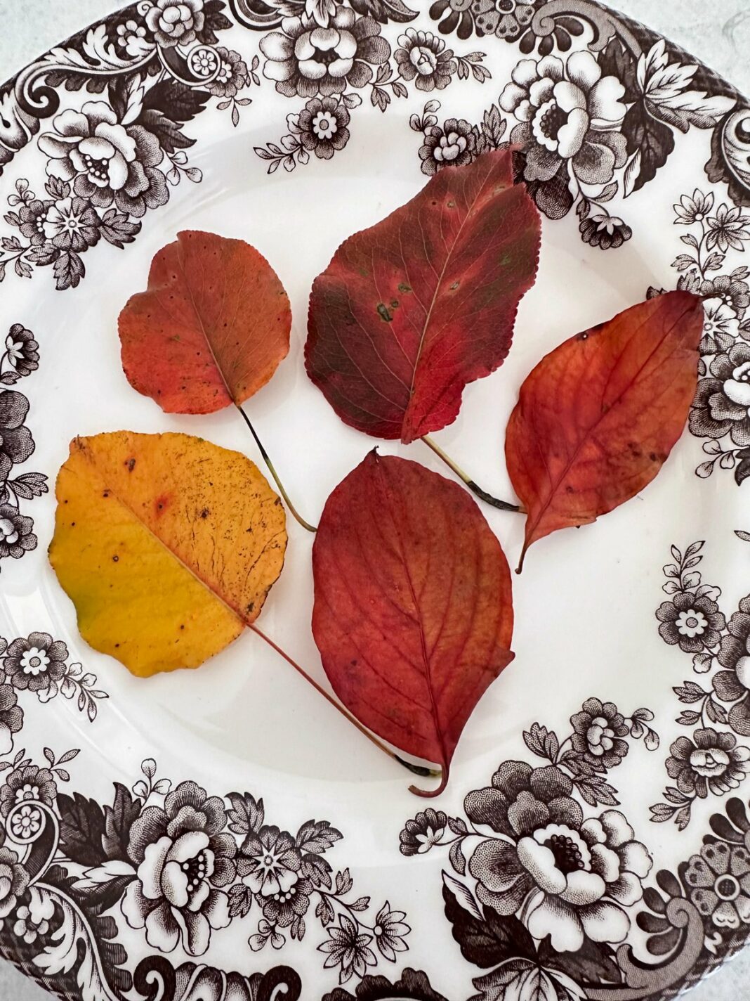 fall leaves on a plate